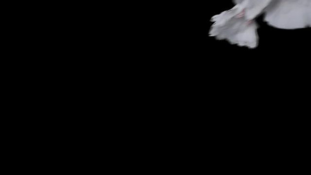 Flying dove in slow motion on alpha channel