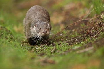 Eurasian otter, Lutra lutra, water animal in the nature habitat, Czech Republic. Detail portrait of water predator. Beautiful and playful river otter from european water.