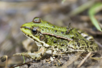 Grenouille verte du Grésivaudan - Chartreuse - Isère.