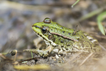 Grenouille verte du Grésivaudan - Chartreuse - Isère.