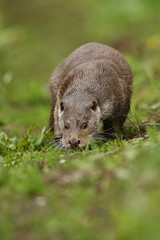 Eurasian otter, Lutra lutra, water animal in the nature habitat, Czech Republic. Detail portrait of water predator. Beautiful and playful river otter from european water.