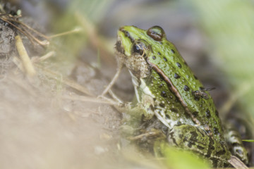 Grenouille verte du Grésivaudan - Chartreuse - Isère.