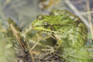 Grenouille verte du Grésivaudan - Chartreuse - Isère.