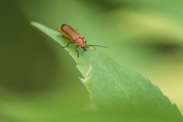 Fototapeta na wymiar Insectes de Chartreuse, Grésivaudan - Isère.