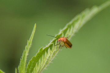 Insectes de Chartreuse, Grésivaudan - Isère.