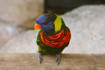 Rainbow Lorikeet