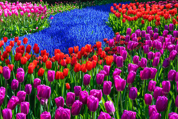 Tulip garden in Keukenhof, Netherlands