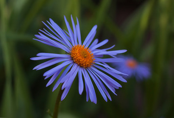 Chamomile lilac