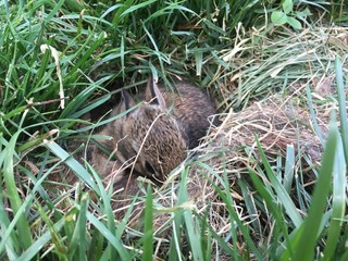 Baby rabbits in rabbit hole