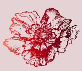 Red croatian flower poppy - idea for a tattoo, holiday card