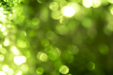 Blur of green nature