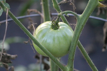 Green tomato