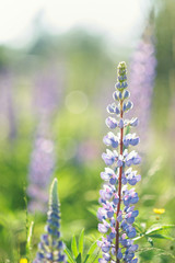 Lupines field 2