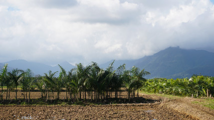 Obraz premium Mud fields