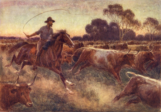 Cattle Rush In Australia. Date: 1910