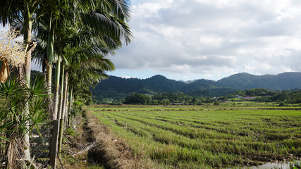 Fototapeta na wymiar Rice planting