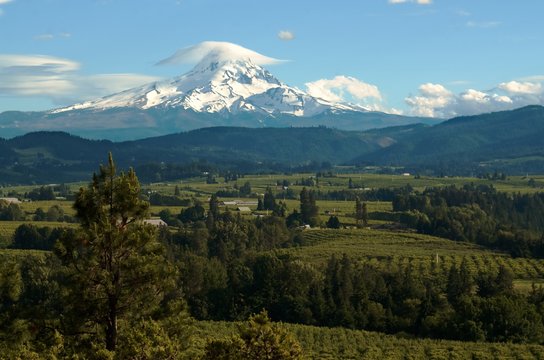 Mount Hood looming over the lush farmlands in the valley below known for their high quality fruit and berries.