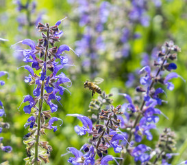 meadow clary flowers