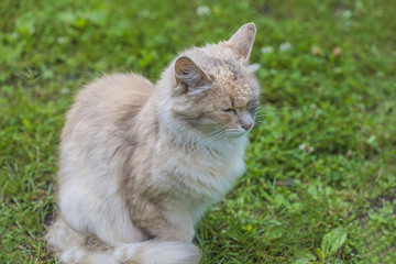 Naklejka na ściany i meble light ginger cat on grass with closed eyes