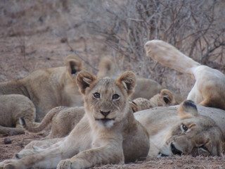 Fototapeta na wymiar Cub and lioness