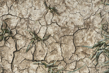 dry earth with cracks