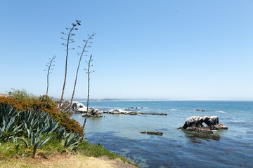 Fototapeta premium Seaside ocean view