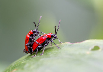 Red beetles make love