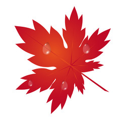 Obraz premium Maple Leaf drops