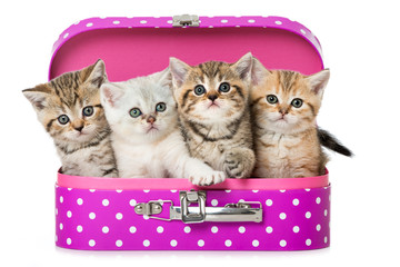 Kätzchen im Koffer
