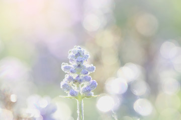 Obraz na płótnie Canvas Lavender flower in close up with green background