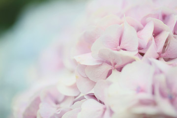 fleur d& 39 hortensia