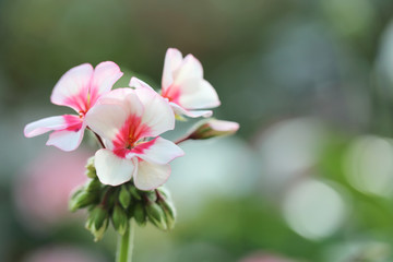 Fototapeta na wymiar prince de monaco pink rose flowers in close up