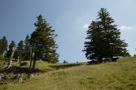 K&uuml;he unter B&auml;umen im Schatten am Wanderweg zum Gnipen