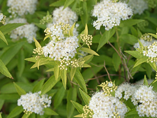 Weiße Zwergspiere, Spiraea