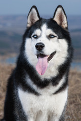 Black and white Siberian husky sitting in the dry grass