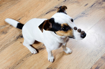 Trained Jack Russell sitting with three piece of food on his nose waiting for command.