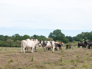 several cows in a field grazing and relaxing at peace