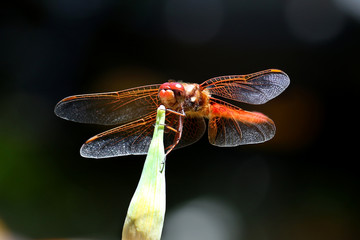 Red skimmer dragonfly Sympetrum darters meadowhawks dragonflies