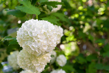 Hydrangea Annabelle white flower closeup