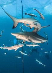 Blacktip reef shark