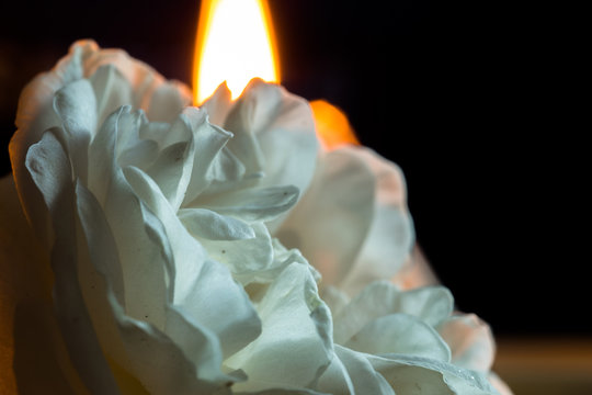 A blossoming rose flower with white petals, on a black background and a candle burning behind. Macro