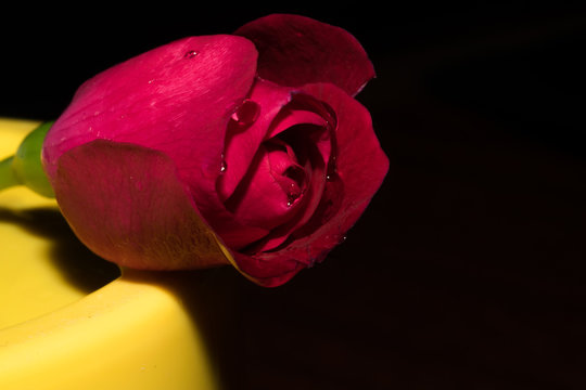 A small rose flower with bright red petals on which drops of clear water are visible. On a dark background. Macro