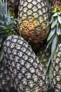pinaples sold on bulk