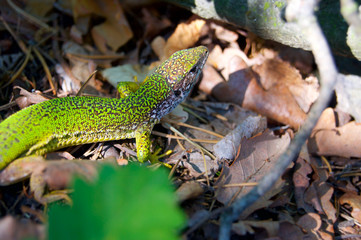 Green lizard in the woods