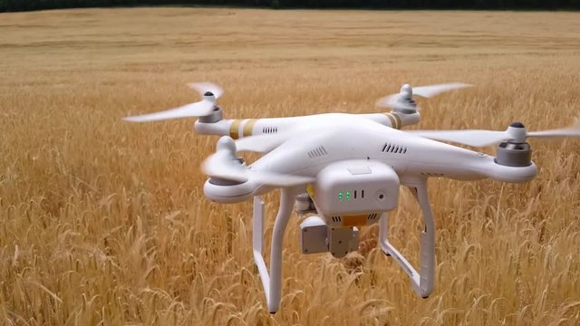 Drone flight over wheat field. Ripe cereals before harvest. New tool for farmers use drones to inspect of cultivated fields. Modern technology in agriculture. 