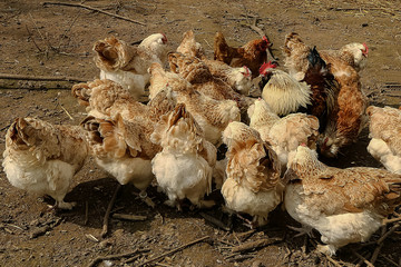 Hühnerschar sucht Futter, Haushuhn