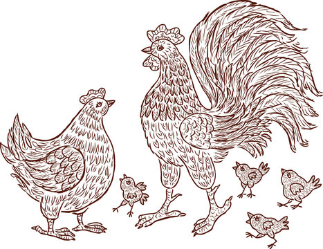 the decorative cock, hen and chickens