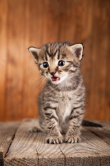 Mewing kitten on background of old wooden boards