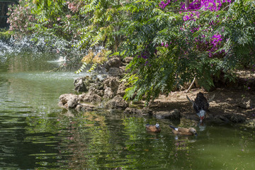 Anatre all'interno di uno stagno del Parco d'Orléans, città di Palermo IT	
