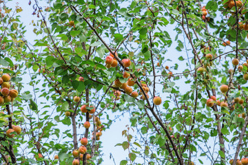 Ripe sweet apricot fruits growing on a apricot tree branch in orchard